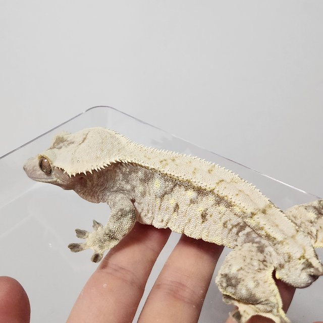 노멀 드리피 화이트스팟