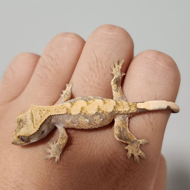 노멀 화이트스팟 트라이