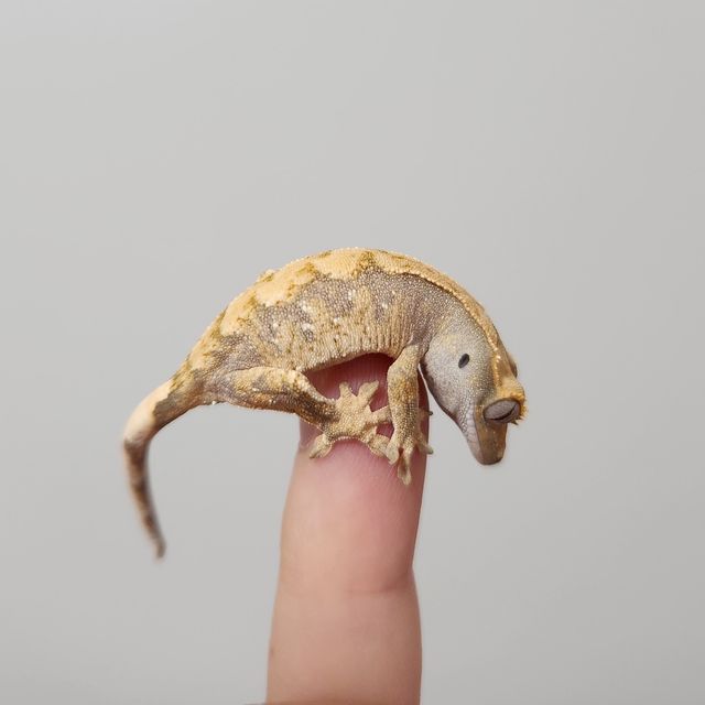 노멀 화이트스팟 트라이