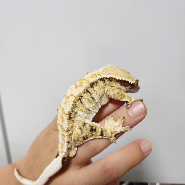 트라이 익스트림할리퀸