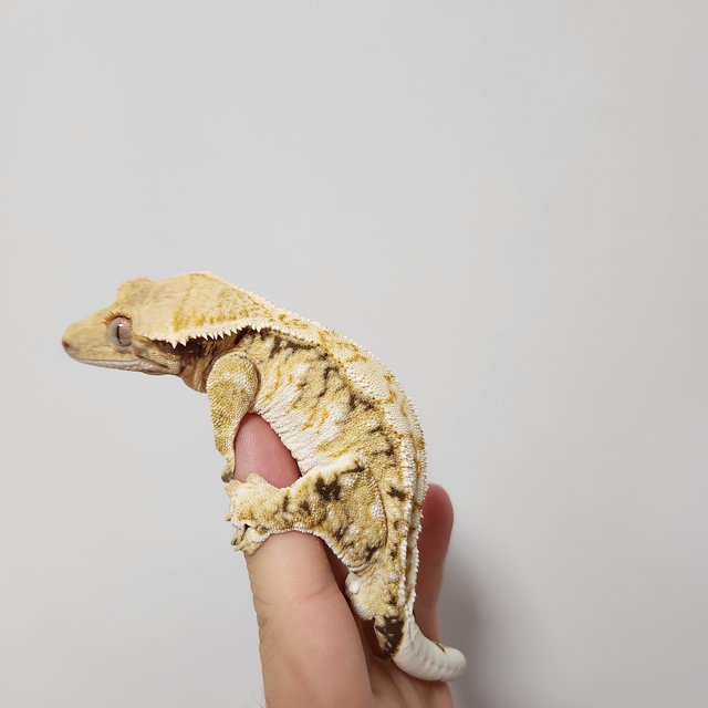 트라이 익스트림할리퀸