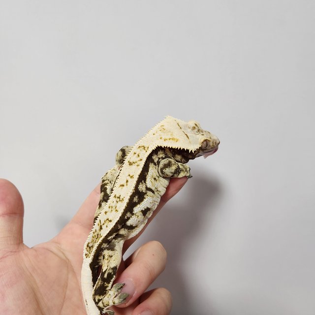 노멀 화이트스팟 핀스트라이프 드리피