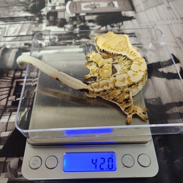 트라이 익스트림할리퀸