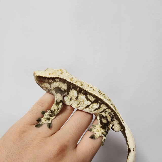 노멀 화이트스팟 핀스트라이프 드리피