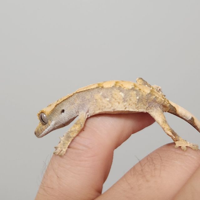 노멀 화이트스팟 트라이