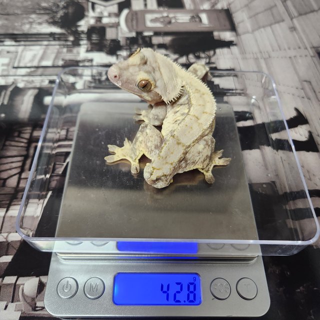 노멀 드리피 화이트스팟