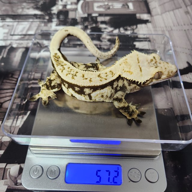 노멀 화이트스팟 핀스트라이프 드리피