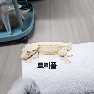 트리플