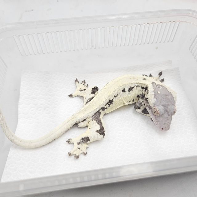 프라푸치노