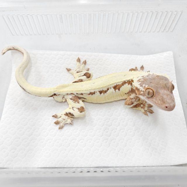 프라푸치노