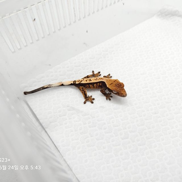 세이블