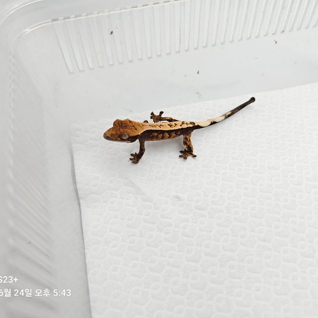 세이블
