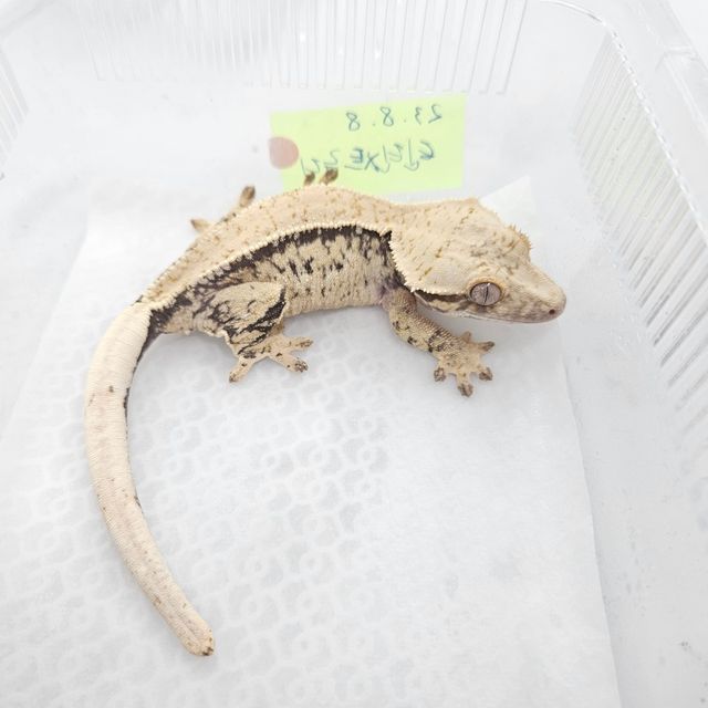 드리피 화이트스팟