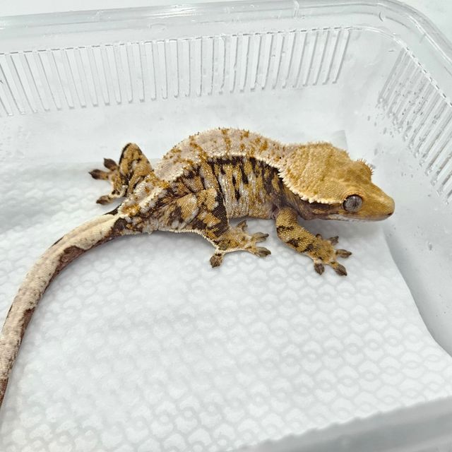 트라이