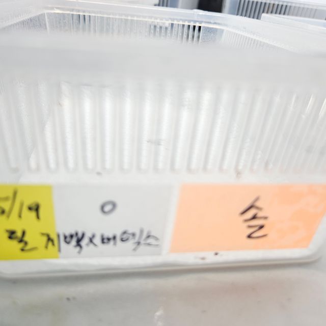 릴리화이트