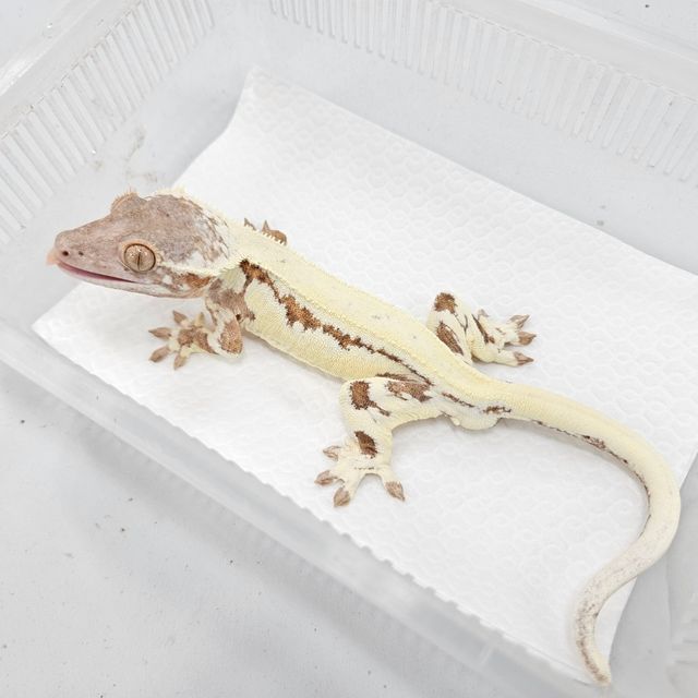 프라푸치노