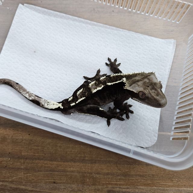 아잔틱