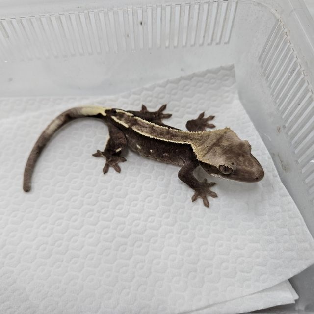 아잔틱