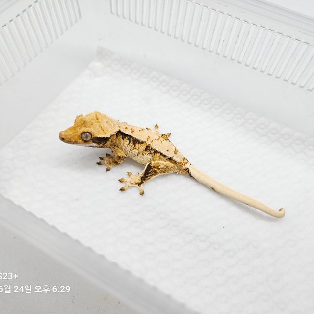 노멀 트라이