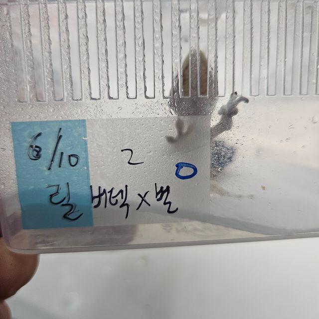 릴리화이트