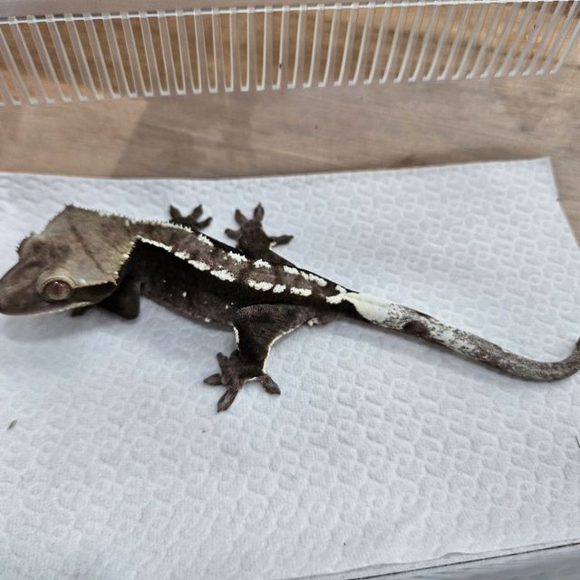 아잔틱
