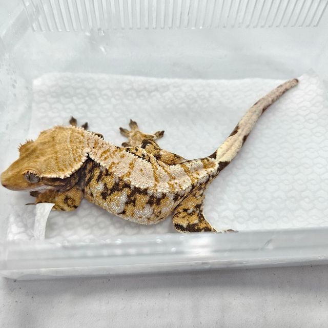트라이