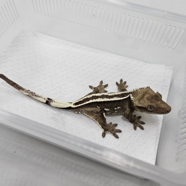 아잔틱