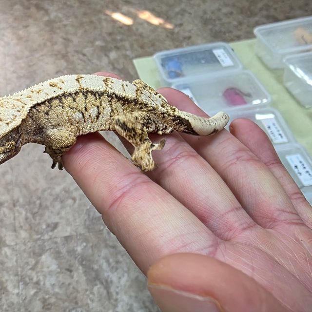 트라이 화이트스팟 드리피