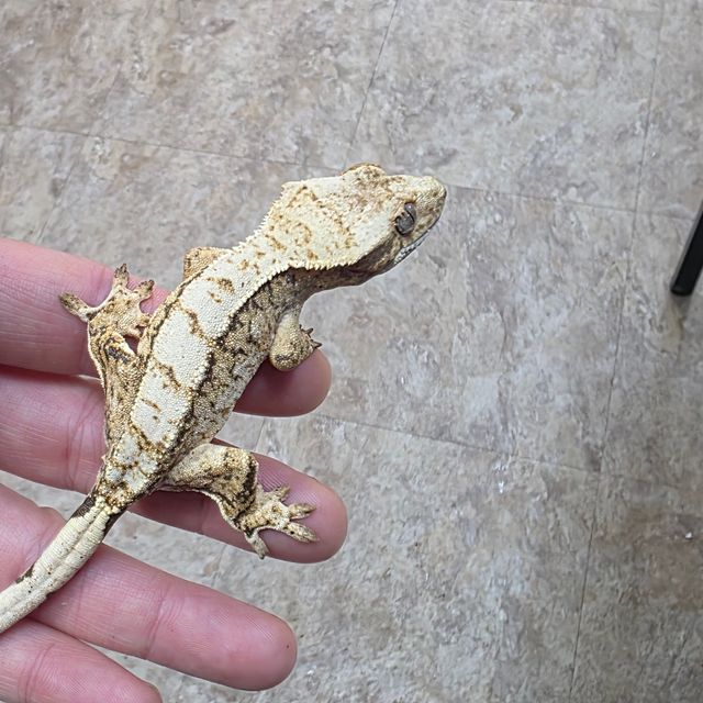 트라이 화이트스팟 드리피