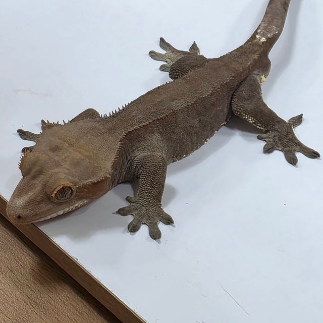 패턴리스 카푸치노