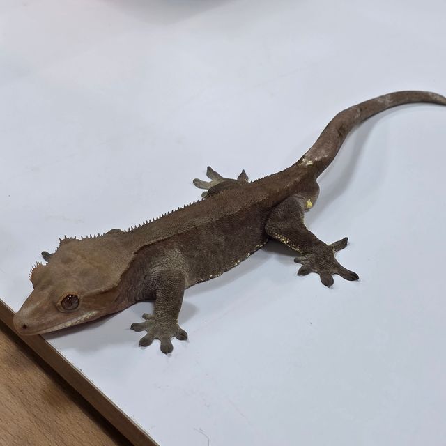 패턴리스 카푸치노