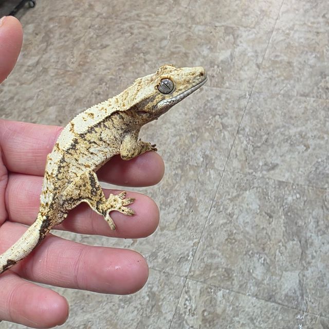 트라이 화이트스팟 드리피