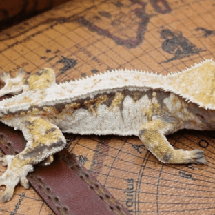 논릴리화이트드리피