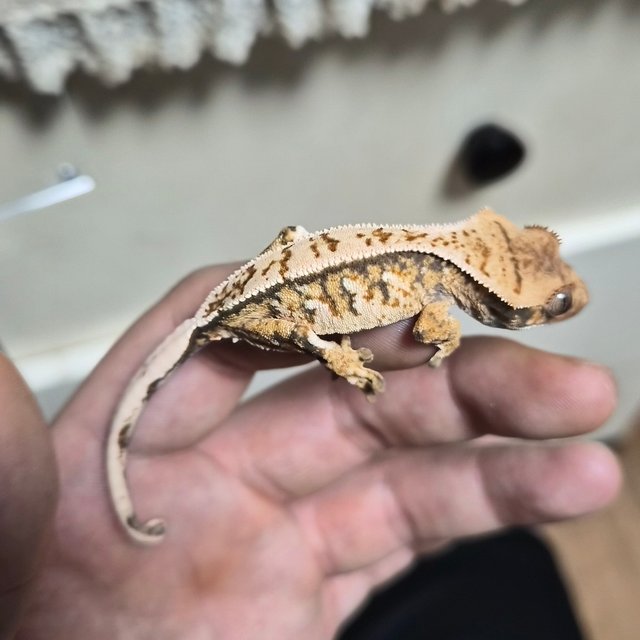 노멀 풀핀 트라이