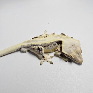 블랑