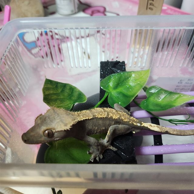 다크 플레임
