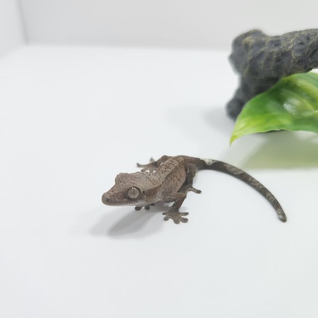 크림 카푸치노 패턴리스