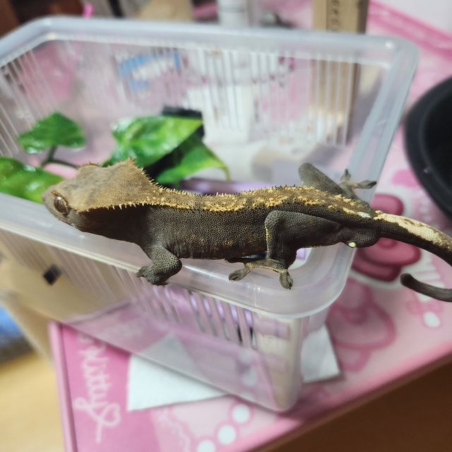 다크 플레임
