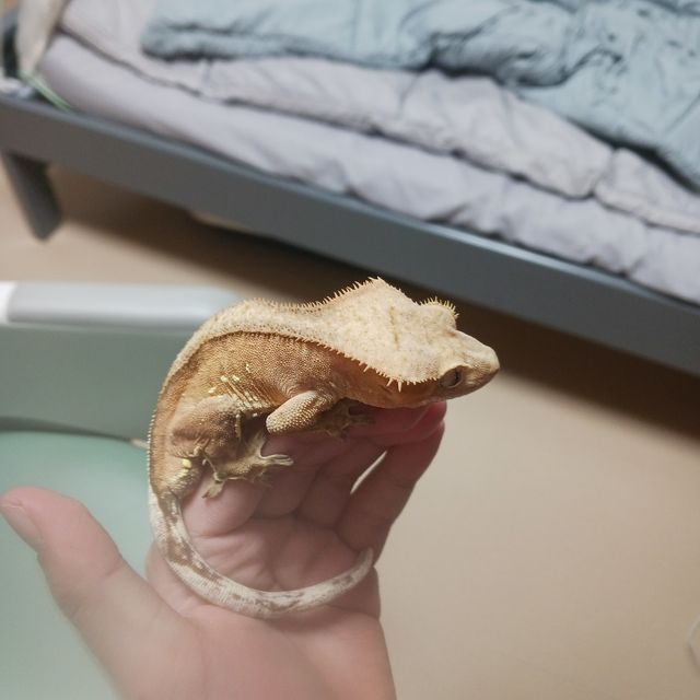크림시클