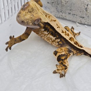 핀스트라이프 풀핀 트라이 쿼드 화이트스팟