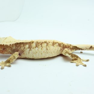 드리피 트라이 화이트스팟