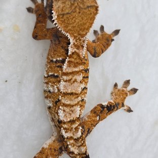 화이트스팟 타이거 화이트핀