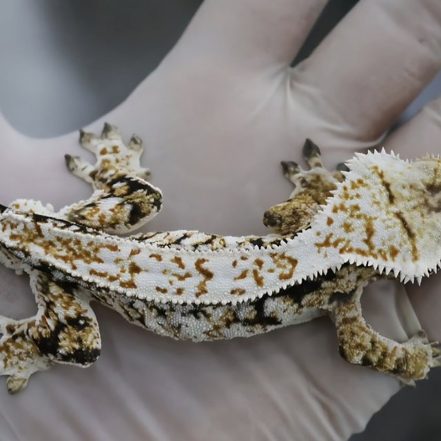 화이트스팟 트라이 풀핀 화이트핀