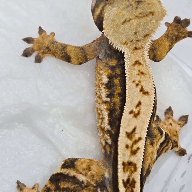 핀스트라이프 풀핀 트라이 쿼드 화이트스팟