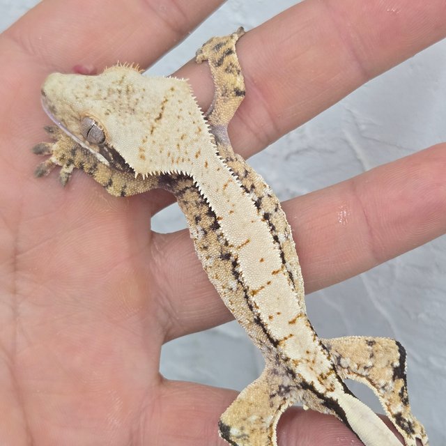 트라이 화이트스팟 드리피