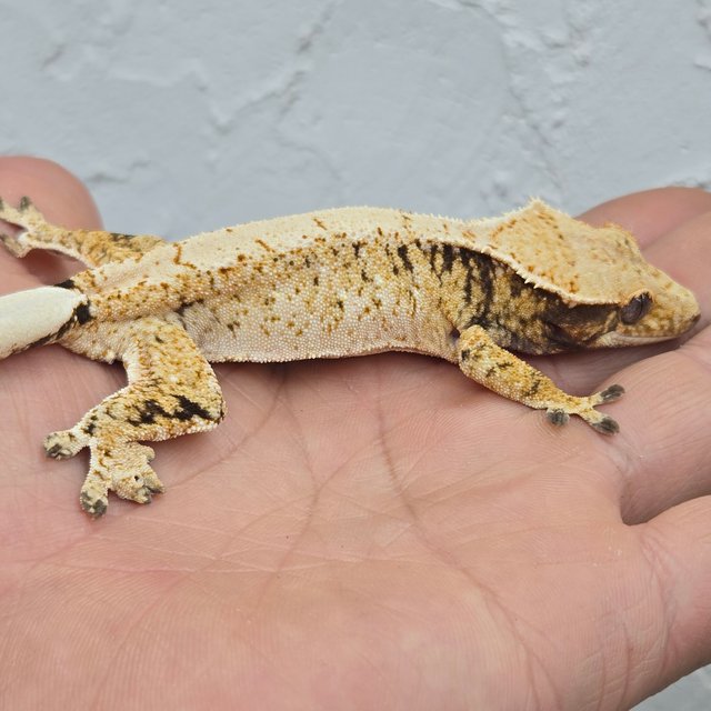 드리피 화이트스팟