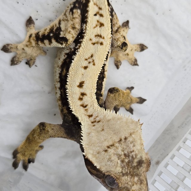 드리피 화이트 쿼드 화이트핀