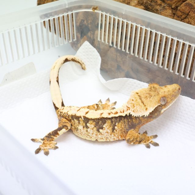 트라이 화이트스팟 화이트핀