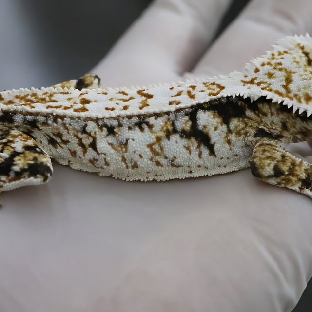 화이트스팟 트라이 풀핀 화이트핀