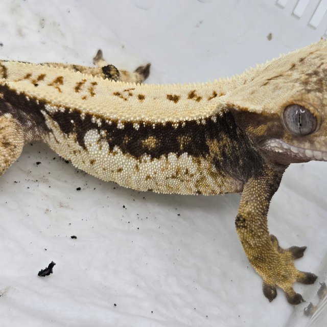 드리피 화이트 쿼드 화이트핀